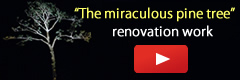 YouTube動画「『奇跡の一本松』修復作業大詰め　兵庫県たつの市」